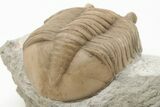 Rare, Asaphus Sulevi Trilobite - Russia #200466-4